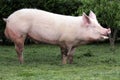 Side view photo of a young domestic pig sow on animal farm summertime Royalty Free Stock Photo