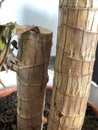 Domestic plant trunks with green leaves