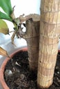 Domestic plant trunks with green leaves