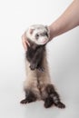 Domestic polecat Royalty Free Stock Photo