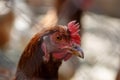 Domestic poultry, chickens behind the fence