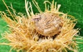 Domestic quail sits in a nest and hatches quail eggs.Poultry farm, agriculture Royalty Free Stock Photo