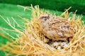 Domestic quail sits in a nest and hatches quail eggs.Poultry farm, agriculture Royalty Free Stock Photo