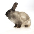 Domestic rabbit