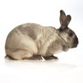 Domestic rabbit