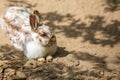 domestic rabbit, bunny lies on the sand, copy space. Easter symbol, farm animal, pet Royalty Free Stock Photo