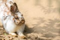 domestic rabbit close-up lies on the sand, copy space. Easter symbol, farm animal, pet Royalty Free Stock Photo