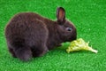 Domestic rabbit eating salad
