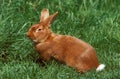 Domestic Rabbit, Fauve de Bourgogne, French Breed from Burgundy Royalty Free Stock Photo