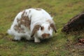 Domestic rabbit