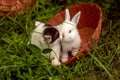 Domestic rabbit and kitten
