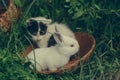 Domestic rabbit and kitten