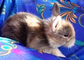 Domestic Rabbit \'Lionhead Rabbit\' (Harlequin-Colored 2 Weeks)