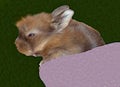 Domestic Rabbit \'Satin Lionhead Rabbit\' (Harlequin-Colored 2 Weeks)