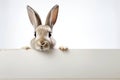 Animal isolated pet easter hare furry background small cute background domestic rabbit white Royalty Free Stock Photo