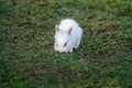 Domestic Rabbit - White Lionhead Royalty Free Stock Photo
