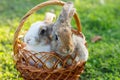 Domestic rabbits in a basket against the background of green grass. Easter bunnies in a basket