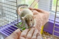 Domestic rat is being feeded. Human's arm feeding a rat. Royalty Free Stock Photo