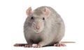 Domestic rat, looking at the camera, Royalty Free Stock Photo