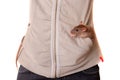Domestic rat in a pocket Royalty Free Stock Photo