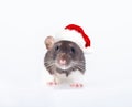 Domestic rat in a santa hat