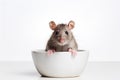 Domestic rat sitting into white bowl on white background Royalty Free Stock Photo