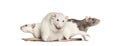 Domestic rats against white background Royalty Free Stock Photo