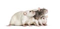 Domestic rats against white background