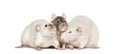 Domestic rats against white background Royalty Free Stock Photo