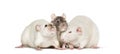 Domestic rats against white background