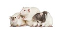 Domestic rats against white background