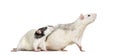 Domestic rats against white background