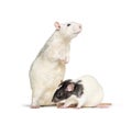 Domestic rats against white background