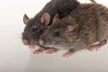 Domestic rats closeup