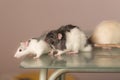 Domestic rats on a glass table