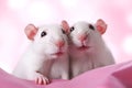 Domestic rats. Two funny confused rats on pink background with copy space. Comical white rats with curious faces. Cute animals hug