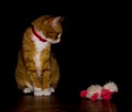 Domestic red cat plays with a toy Royalty Free Stock Photo