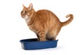 Domestic red cat pooping in a little kitty litter box