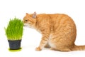 Domestic red cat and pot with cat grass Royalty Free Stock Photo
