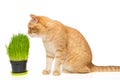 Domestic red cat and pot with cat grass Royalty Free Stock Photo