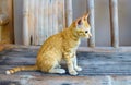 Domestic red cat sitting on wooden bench in the yard Royalty Free Stock Photo