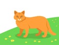 Domestic red cat walking outdoor in a green meadow Flat cartoon illustration