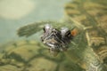 A domestic red - eared turtle sticking its head out . Royalty Free Stock Photo