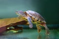 Domestic red eared turtle, Trachemys scripta, pond slider swims in aquarium water