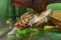 Domestic red eared turtle, Trachemys scripta, pond slider swims in aquarium water