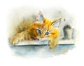 Domestic red kitten. Cats background. Watercolor hand drawn illustration