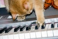 Domestic red thoroughbred cat plays with a wire on the electronic piano, the concept of home schooling in quarantine