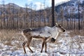 Domestic reindeer on background of mountain taiga pasture