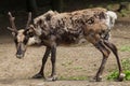 Domestic reindeer Rangifer tarandus f. domestica