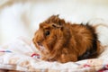 Peruvian guinea pig breed on a light background